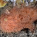 frogfish_hairy_ta_hsb_r_h_0039_kom3083.jpg